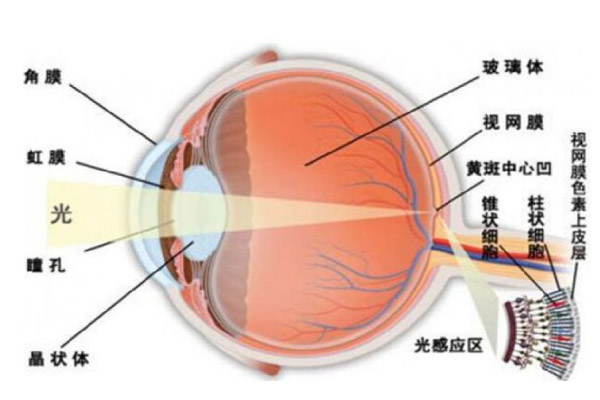 人眼辨色的原理是什么？