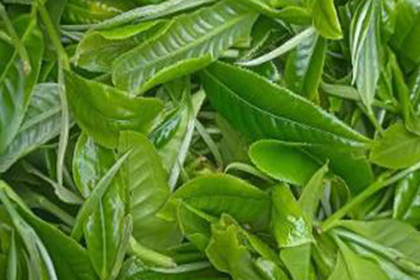 便携式分光测色仪检测茶叶色泽评价茶叶的品质